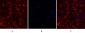 Connexin 43 Polyclonal Antibody